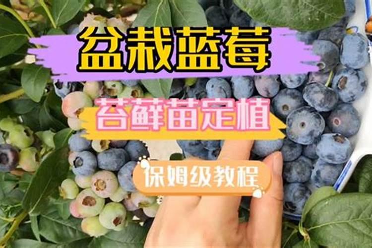 油菜施用硼肥的方法有哪些