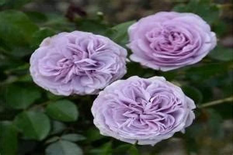 兰草开完花怎么办