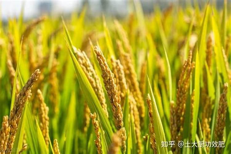 水稻灌浆期可以喷施尿素水吗