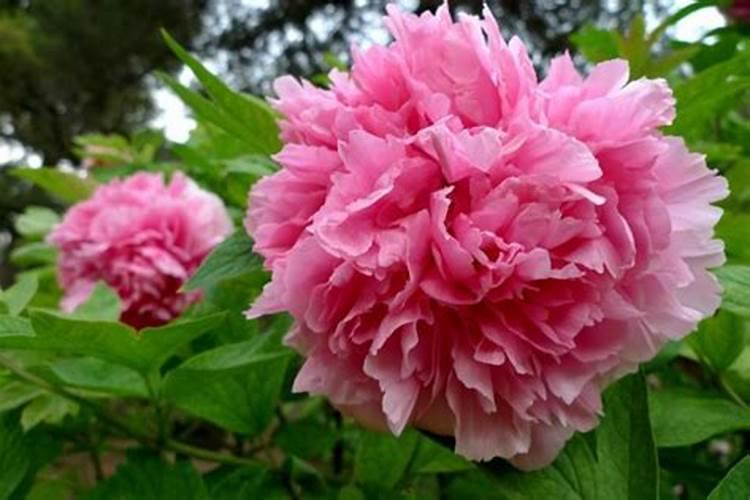 果树肥害是什么症状