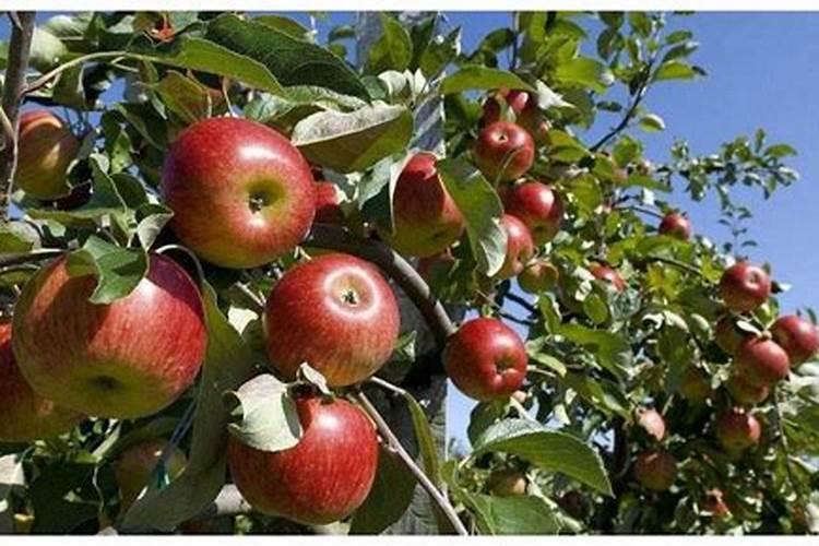 2年生苹果幼树春季施什么肥好？