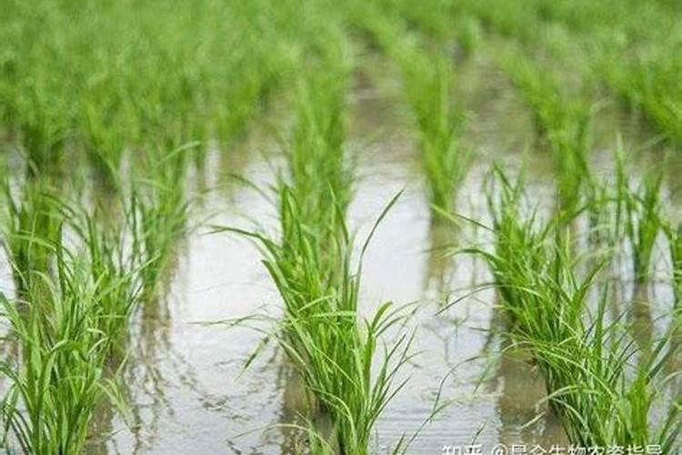 大豆专用叶面肥,大豆叶面肥批发,大豆叶面肥厂家哪家好选“昆仑风...