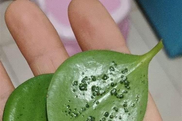 栀子花开花了要施肥吗