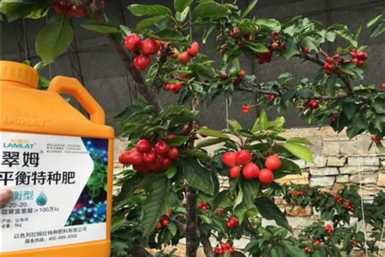 葵花种植管理技术