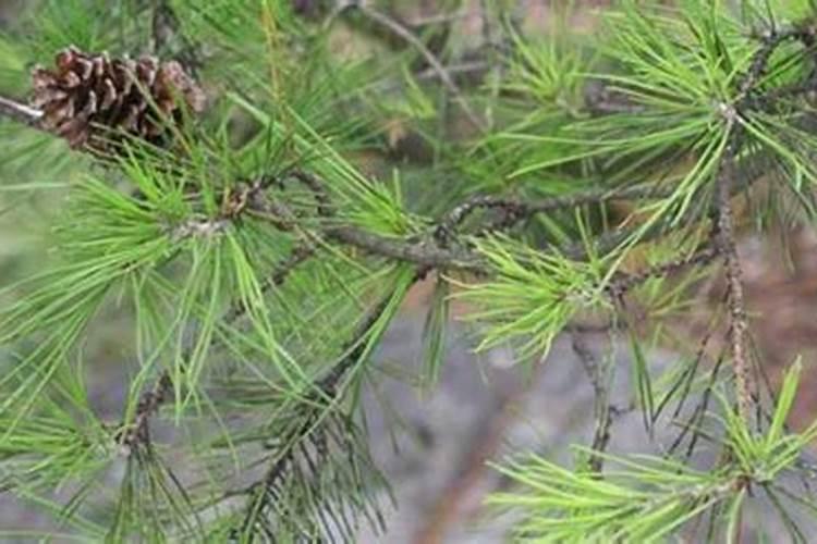 种松树一般施什么肥料