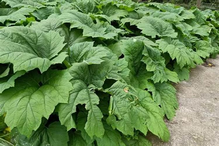 大黄载培和大田管理移栽后追什么肥料合适,尿素能用吗？