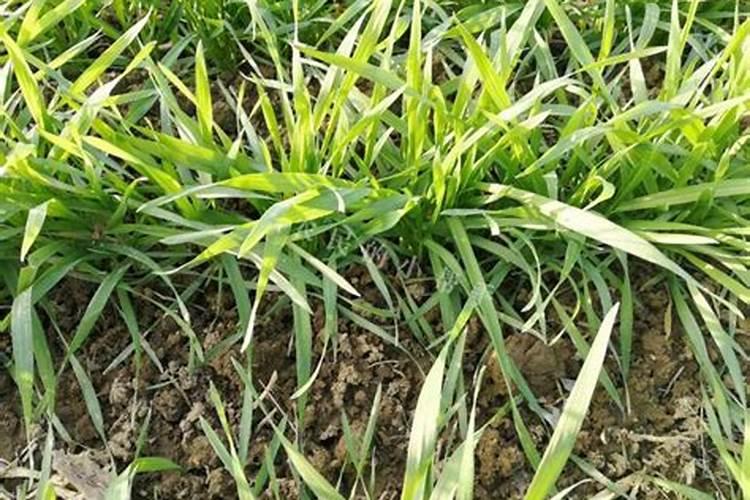 很多农民种的桃子卖不出去,为啥全部都倒掉了？