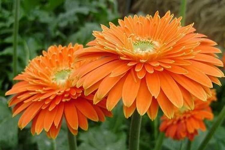 非洲菊怎么施肥