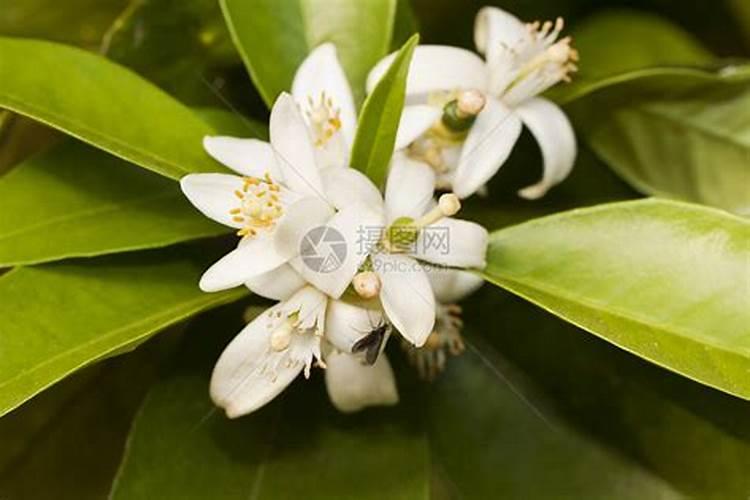 橙子树什么时候下肥料