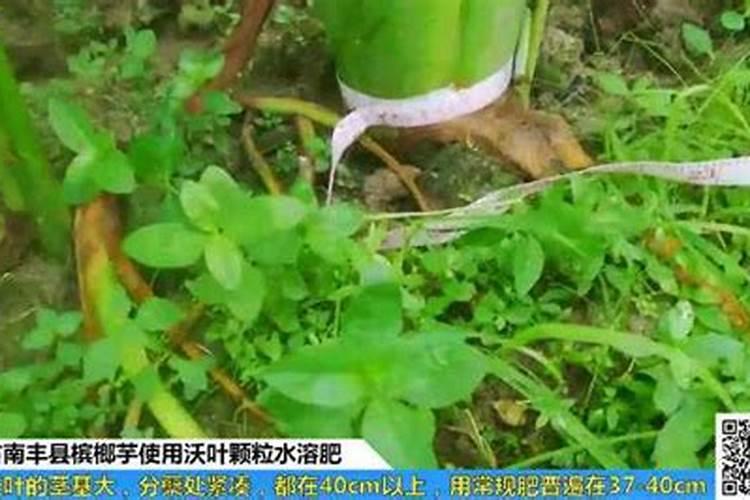 福建生姜怎么种最好