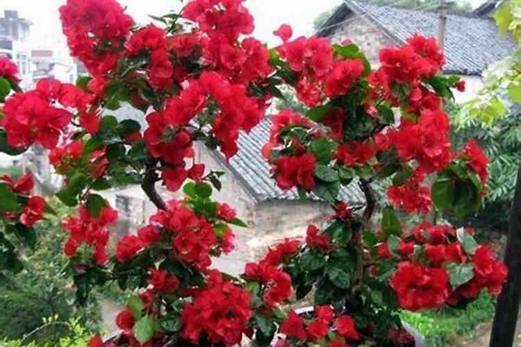 菊花施肥用什么肥料利于开花 种菊花上什么肥最好