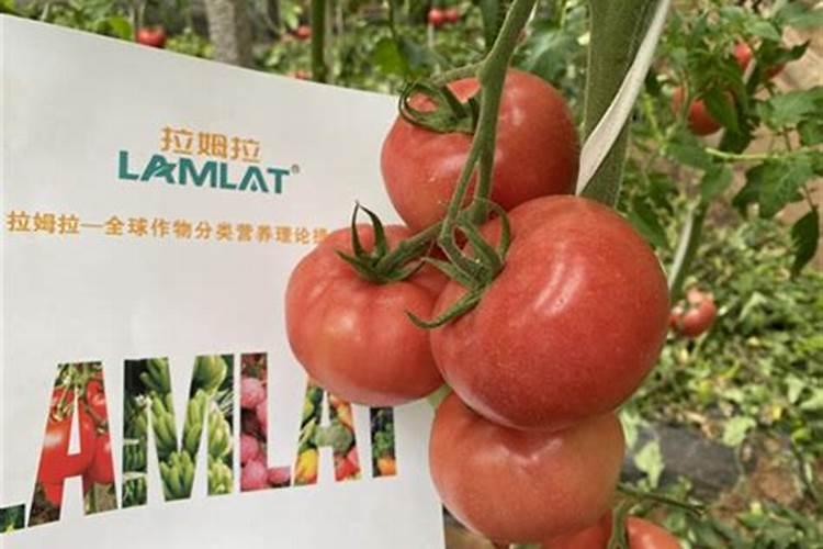 番茄结果后需要施什么肥