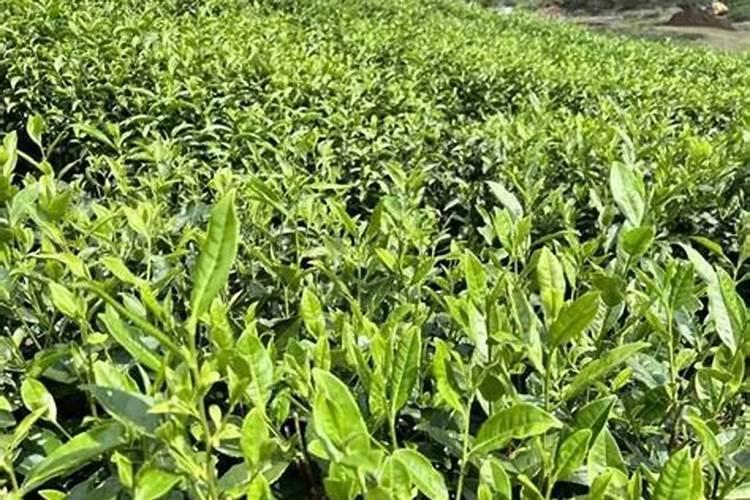 茶叶冬肥什么时间最好？
