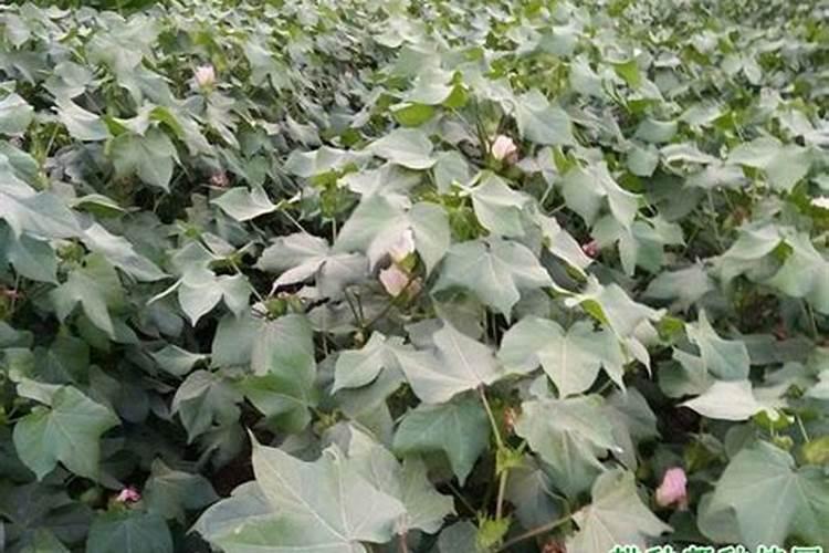 荷兰豆种植管理技术 荷兰豆水肥怎么管理