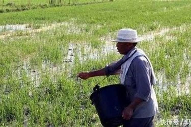 水稻苗期什么时候施肥