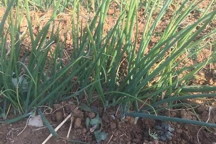 秋天西瓜小苗要什么肥好