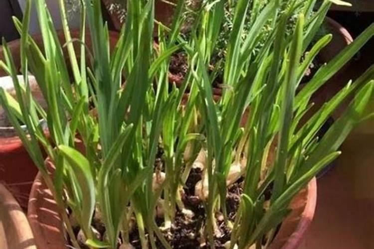 大蒜种下去没有施肥