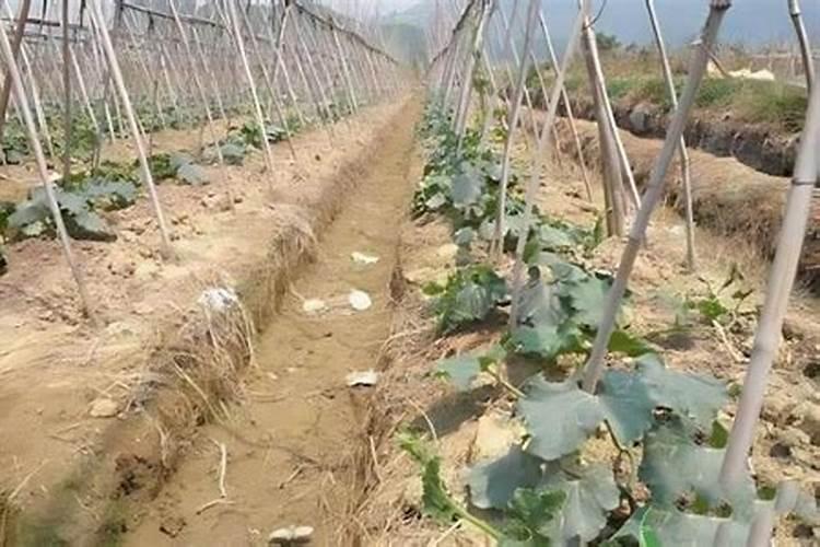 种冬瓜用什么肥料最好