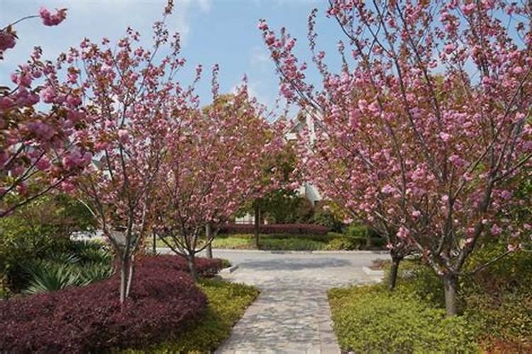 地栽樱花树怎样浇水