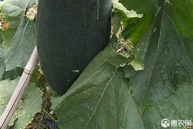 冬瓜施肥的正确方法