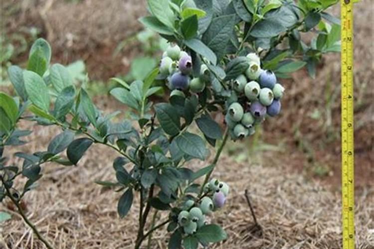蓝莓挂果期施什么肥