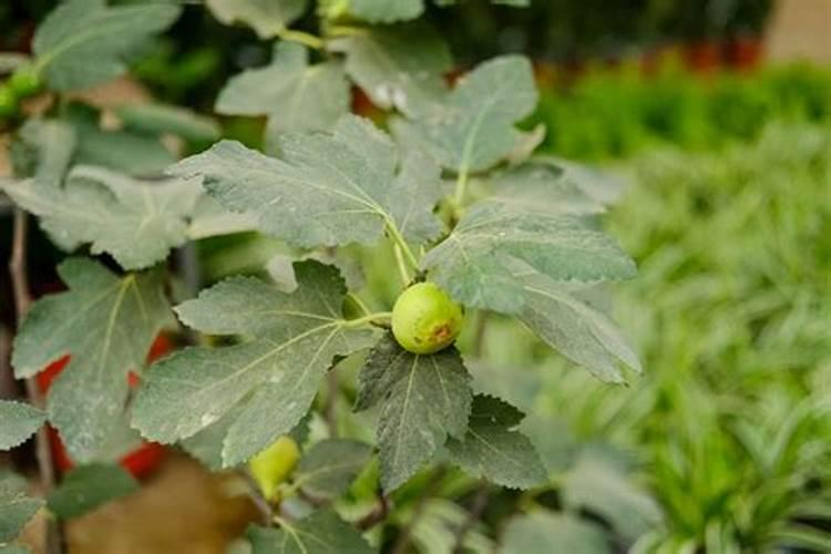 无花果施肥的正确方法