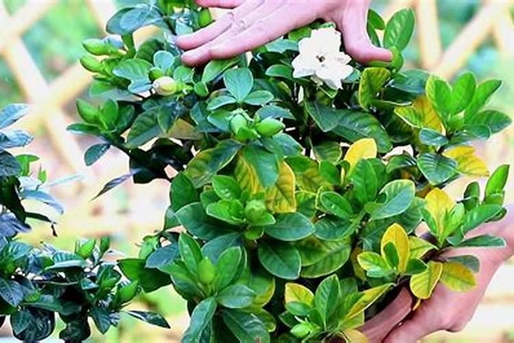 栀子花扦插后的养护管理