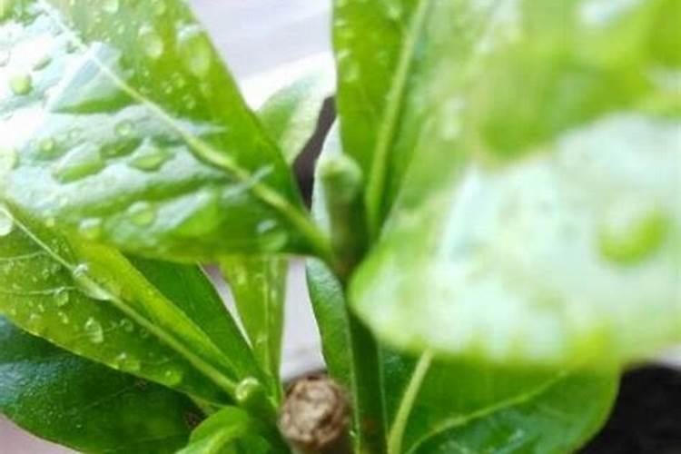 桅子花扦插十几天可以施肥吗