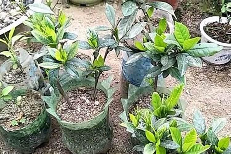 栀子花扦插多久生根？生根最快的方法