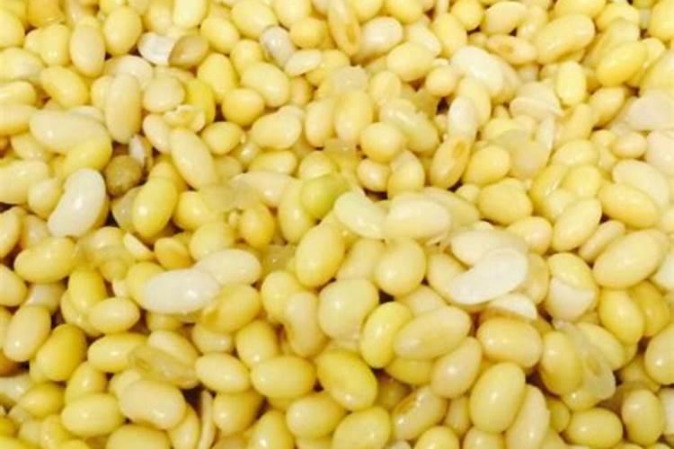 龙血树怎么施肥