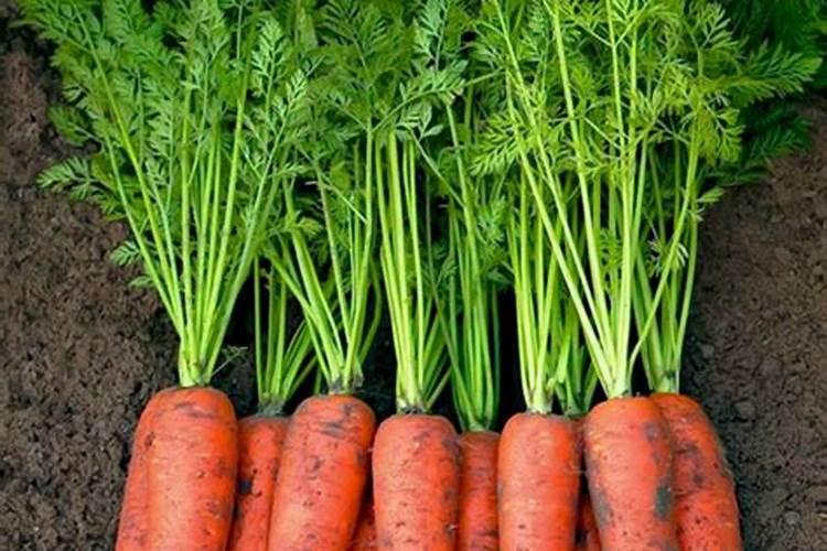 园林绿化设计的方法