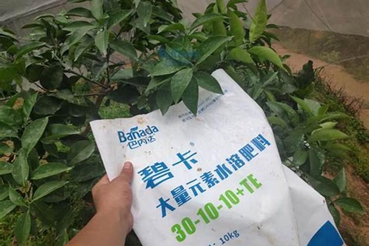 月季移栽后多久可以施肥？