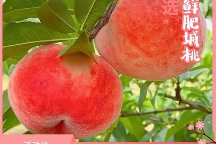 山东肥城特产:肥城桃