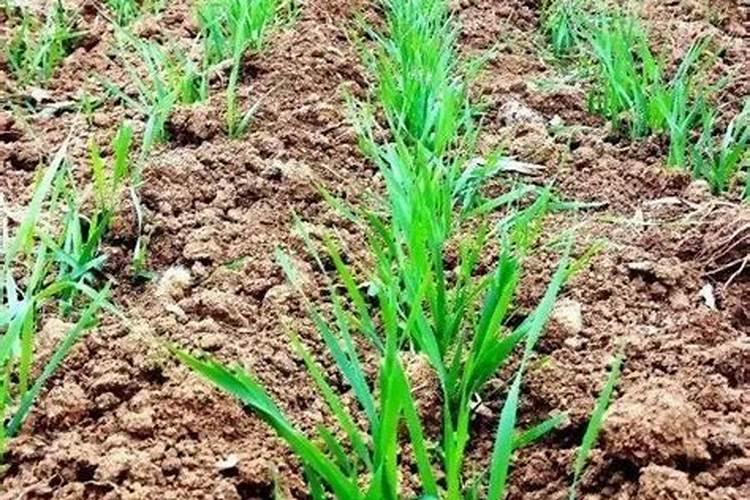 小麦冻害特征及防治方法？