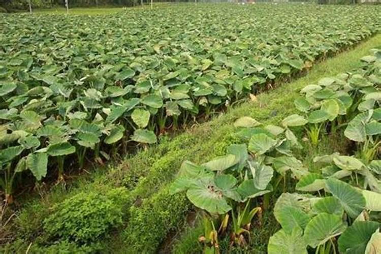 羽衣甘蓝有什么营养和用途呢？