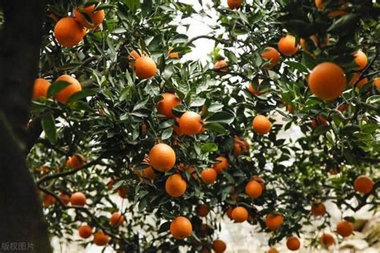 柑橘秋季雨季需要预防什么病害