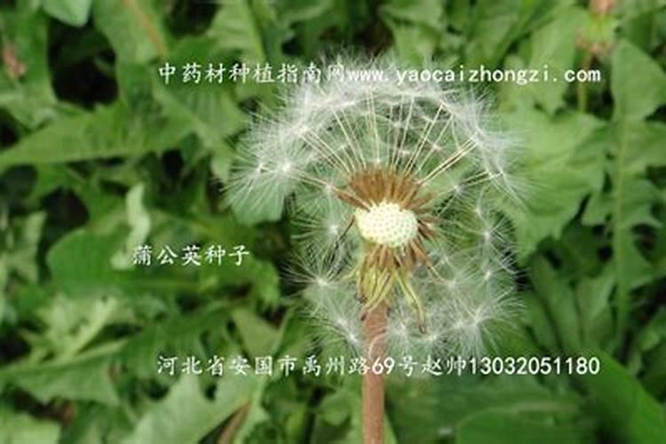 蒲公英是什么时候种植的