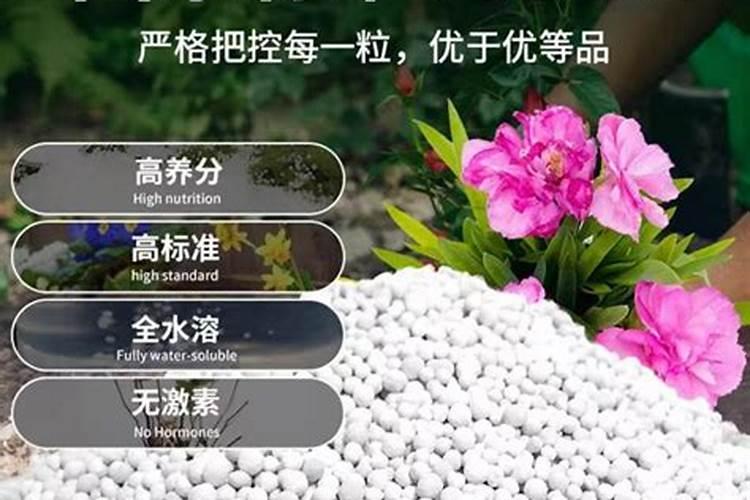 荔枝的成分是什么