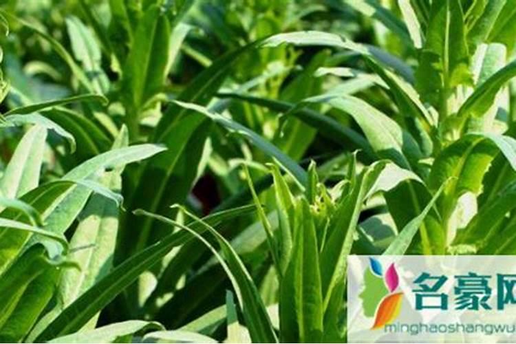 贡菜可以施含氯高的肥料吗？