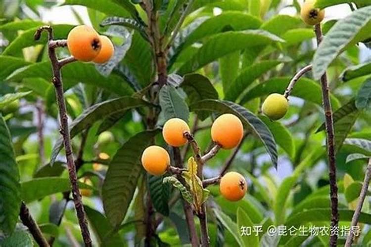 枇杷树施什么肥料最好