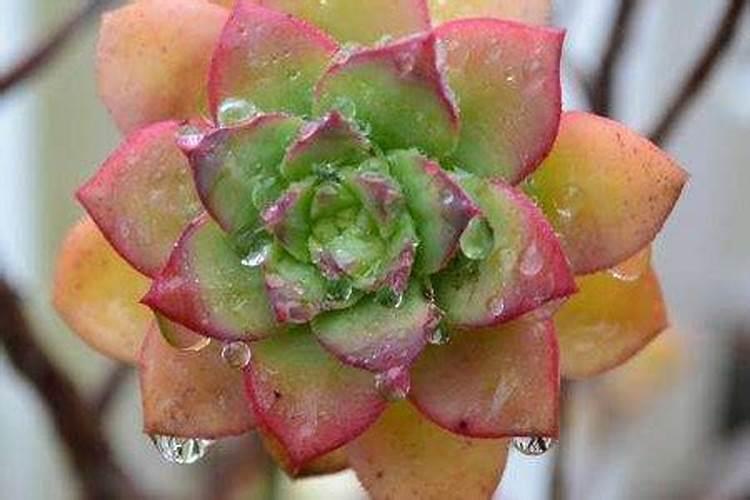 兰花喷叶面肥和浇水需要注意些什么