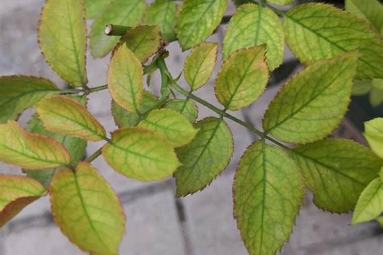 番茄己施浇水肥后两天可以喷叶面肥吗？