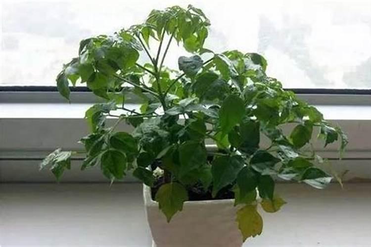 大棚浇水施肥方法