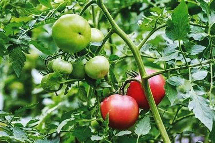 长寿花夏天怎么养施什么肥