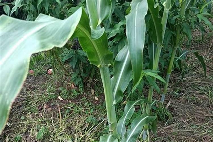 大豆除草剂几叶期打药好