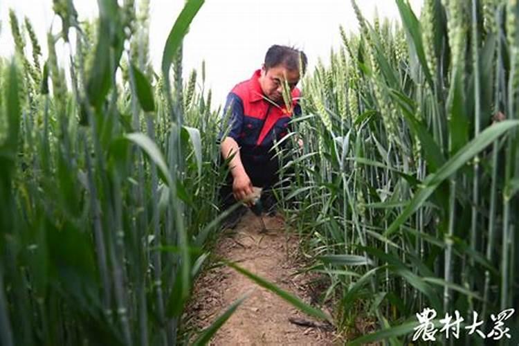 水溶肥使用时注意事项、方法与用量？