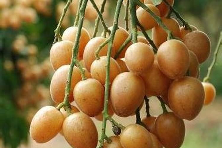 黄皮果树施什么肥