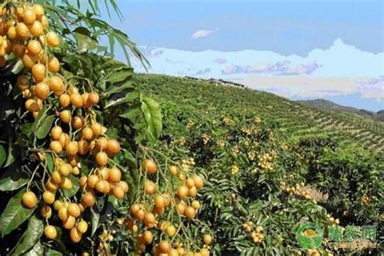 种植黄皮果时,我们该选用怎样的肥料？