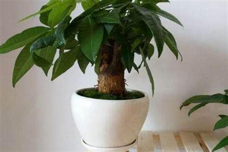 办公室的金钱树和发财树,每次浇水要浇多少？要注意什么？需要施肥吗？