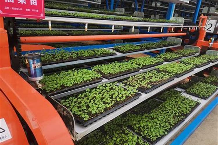 尿素能给兰花浇水吗？